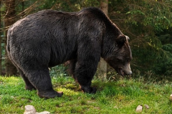 Urso pardo na floresta